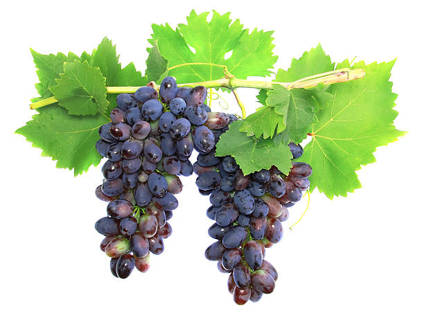 istock Black grape on cane vine with leafe. Isolated 175622420