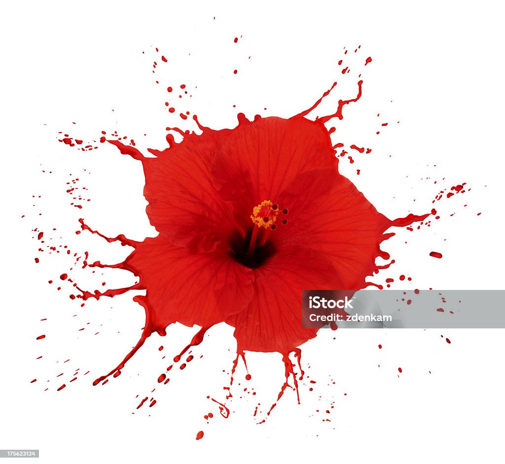 red hibiscus with splashes red hibiscus with red paint splashing from the flower on the white background Beauty Stock Photo