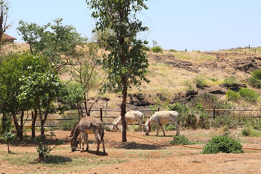 Serene Mule Grazing Mule Enjoying Hilltop Pasture in Pune Maharashtra The mule is a domestic equine hybrid between a donkey and a horse.