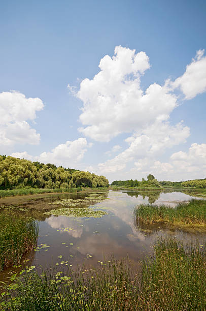 istock Sunny swamp landscape vertical 175623559