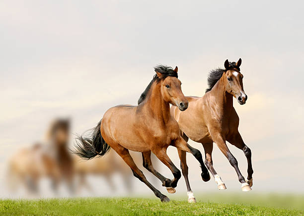 istock Young horses 175623795