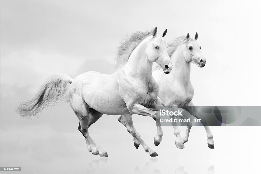 Zwei weiße Pferde - Lizenzfrei Pferd Stock-Foto