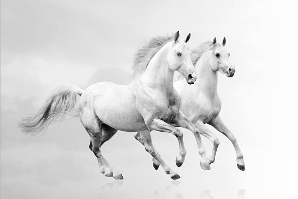 Two white horses running together Purebred white horses galloping white horse running stock pictures, royalty-free photos & images