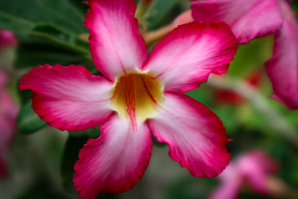 istock Impala Lily or Mock Azalea flower 1756240094