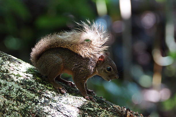 Red-tailed squirrel Red-tailed squirrel - Sciurus granatensis at Cahuita National Park in Costa Rica sciurus granatensis stock pictures, royalty-free photos & images
