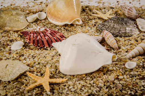 Starfish & Shells sands