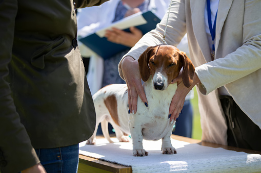Dog show. Experts evaluate the dog at competitions.