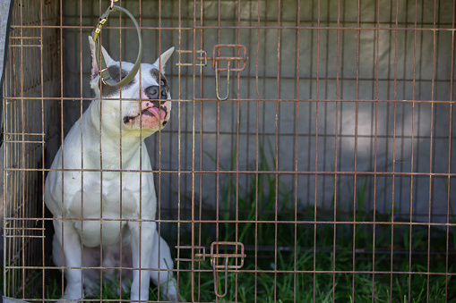A fighting breed pit bull terrier dog sits in an enclosure and chews on a cage.