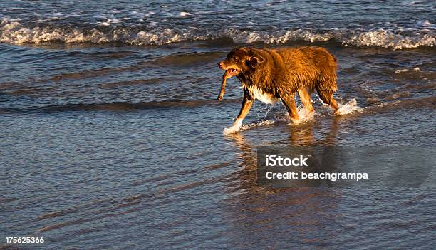 Retriever Am Strand Stockfoto und mehr Bilder von Apportieren - Apportieren, Brandung, Fotografie