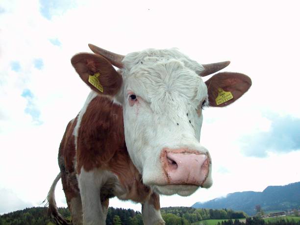 istock the cow,an classic animal for husbandry 1756255099
