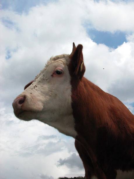 istock the cow,an classic animal for husbandry 1756255106