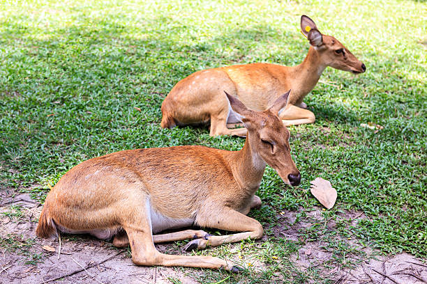 istock female antelope on ground 175625555