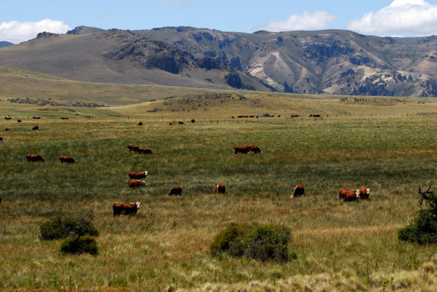 istock cow and cattle husbandry in  Argentinia 1756258444