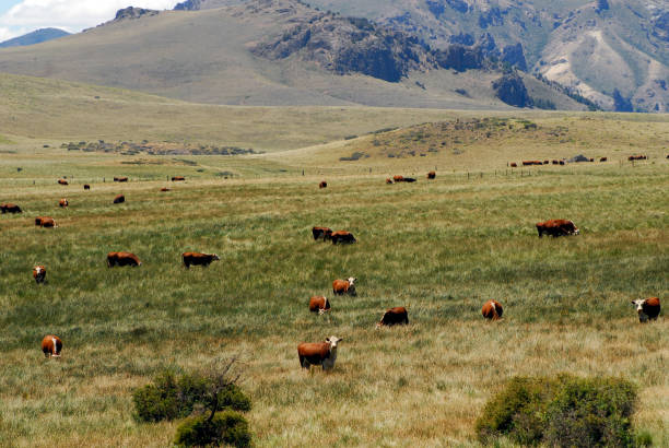 istock cow and cattle husbandry in  Argentinia 1756258465