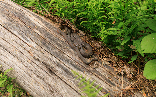 Brown snake curled up in the grass on wooden trail at Bushkill Falls, Pocono Mountains in Pennsylvania