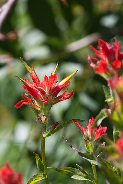istock Wildflower Red Indian Paintbrush 175626305