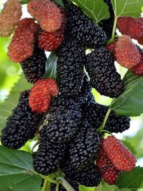 istock Blackberry, blueberry, fruit, sweet and sour taste. 1756263466