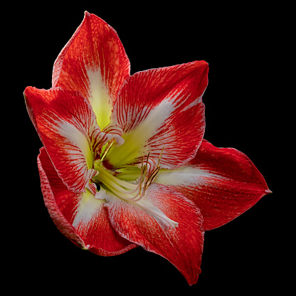 Beautiful red-white blooming Amaryllis big flower with pollen isolated on black background. Studio close-up photography.