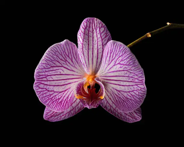 Photo of Purrple-white blooming orchid flower with stem isolated on black background. Close-up studio shot.