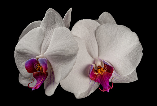Beautiful white blooming Phalaenopsis flowers isolated on black background, purple, white colors. Close-up studio photography.