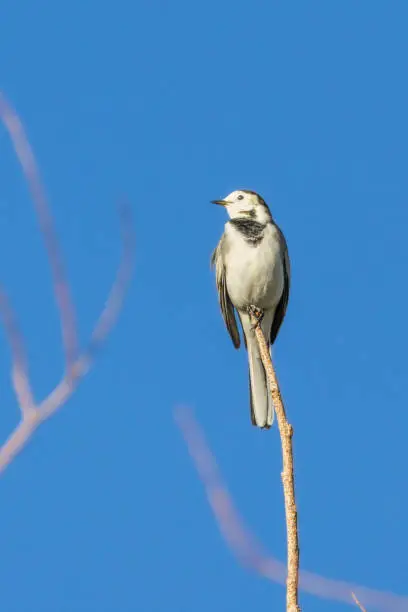 Photo of White Wagtail perched on a tree branch