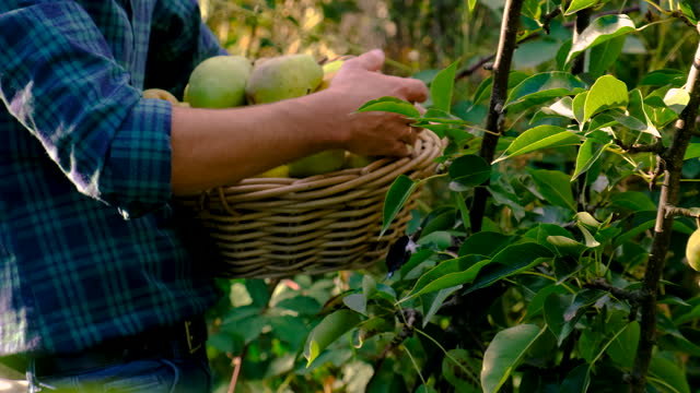 Farmer harvesting pears in the garden. Selective focus. Food.