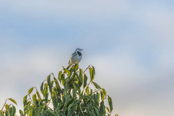 Photo of White Wagtail perched on a tree branch