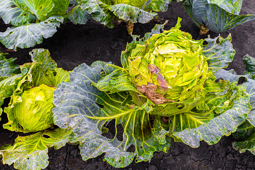 a head of cabbage in a garden bed damaged by insect pests. insect pests in the garden