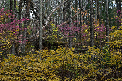 American hop-hornbeam (Ostrya virginiana) and winged euonymus (Euonymus alatus -- aka burning bush) in autumn woods, New England. The hornbeam (yellow) is a native understory tree, and the euonymus (pink) is introduced and invasive.