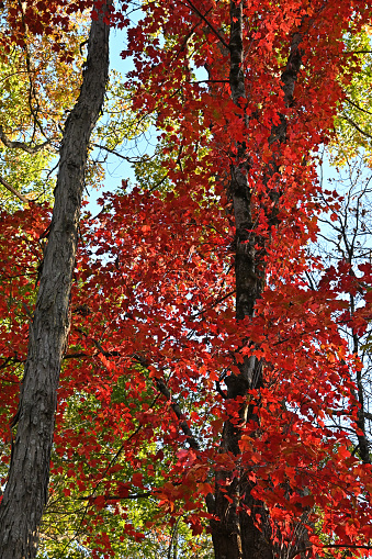 Red maple tree (acer rubrum) in autumn woods of New England, next to shagbark hickory (Carya ovata). The red maple is the most common tree in North America. The shagbark is distinctive even in winter. Both eastern species are much loved.