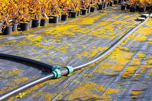 watering system in an outdoor plant nursery. water supply in plant nursery. High quality photo