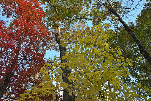 Striped maple (Acer pensylvanicum -- middle foreground) and red maple (acer rubrum -- left background) in autumn woods with oak trees, New England