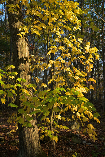 Striped maple (Acer pensylvanicum) in autumn light, leaves turned yellow, New England. An understory tree of the Northeast with large, distinctively lobed leaves and striped bark. Found in upland sites, thriving under taller trees because of its shade tolerance.