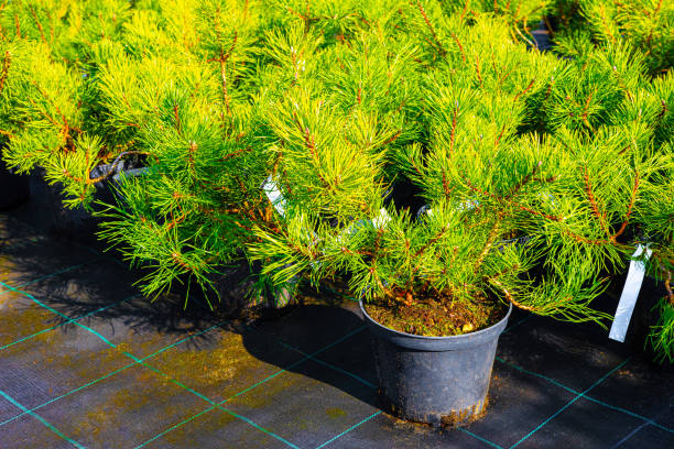 istock young pine tree in a pot in a plant nursery 1756277247