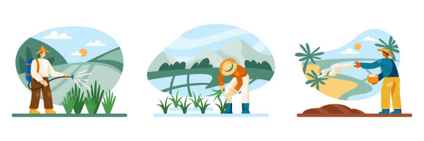 Man in uniform spraying rice bushes with special solution or fertilizer Man in uniform spraying rice bushes with special solution or fertilizer. Worker working on rice plantation. Man sowing rice in field. Vector illustration in cartoon style cartoon of the sushi plate stock illustrations
