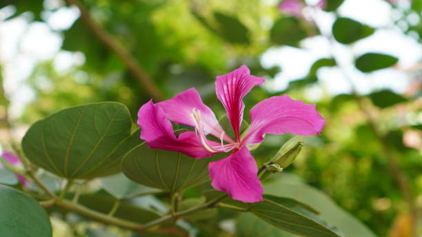 istock Bauhinia purpurea 1756288264
