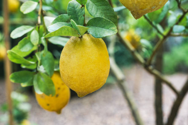 庭で育つ黄色い柑橘類のレモンと緑のレーブ - image branch leaf fruit ストックフォトと画像