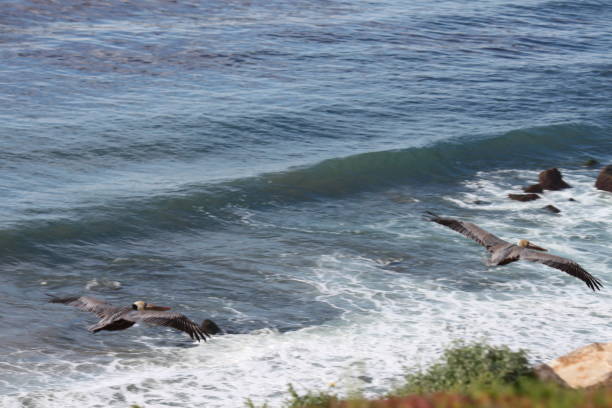 istock California Coast Pacific Ocean 1756289357