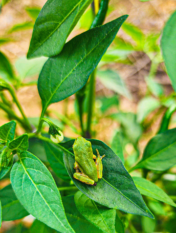 frog on leaf green frog animal tadpole nature