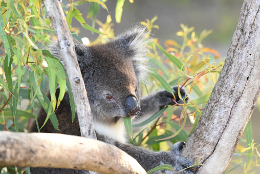 The koala (Phascolarctos cinereus) is an arboreal herbivorous marsupial native to Australia. While most of their diet consists of eucalyptus leaves, they can be found in other trees as well.