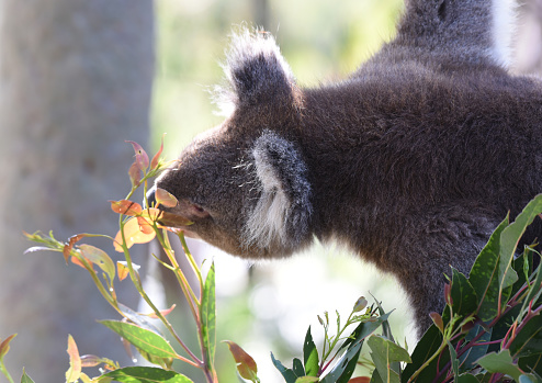 Koalas typically inhabit open Eucalyptus woodland, as the leaves of these trees make up most of their diet. This eucalypt diet has low nutritional and caloric content and contains toxic compounds that deter most other mammals from feeding on it.