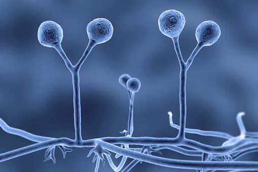 Rhizomucor fungi, 3D illustration. Filamentous fungi found in soil and decaying organic matter, causing mucormycosis, a serious infection affecting sinuses, lungs, and brain.