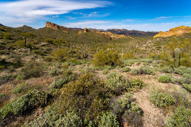 istock Arizona Desert landscapes with Cactus 1756300980