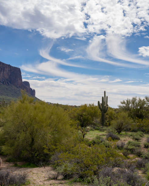 istock Arizona Desert landscapes with Cactus 1756303695