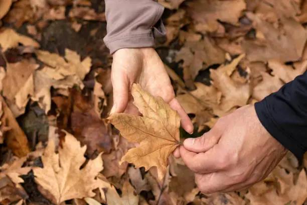 Male hand holding an autumn leaf and giving it to a female hand over a dried foliage in a forest. Top view. Selective focus. Environmental care concept.