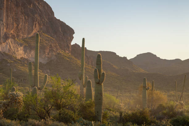 istock Arizona Desert landscapes with Cactus 1756304821
