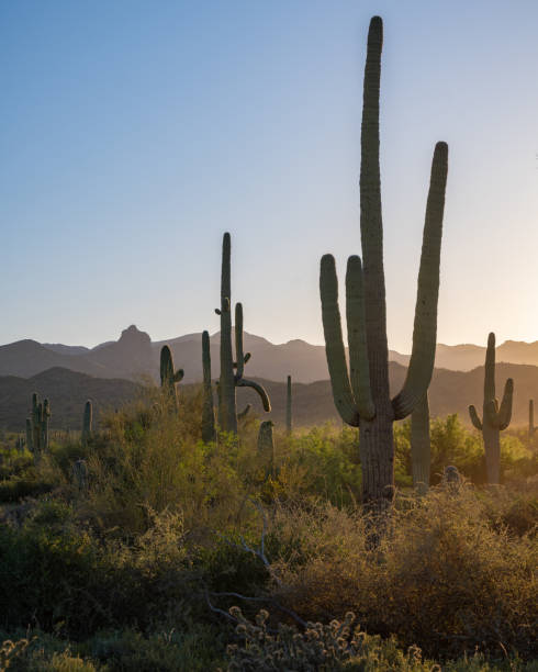 istock Arizona Desert landscapes with Cactus 1756304822