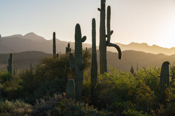 istock Arizona Desert landscapes with Cactus 1756305335