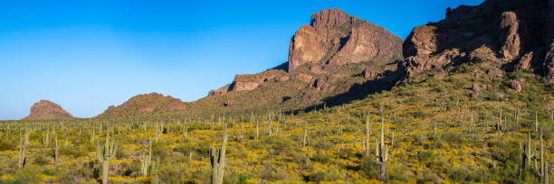 istock Arizona Desert landscapes with Cactus 1756305356