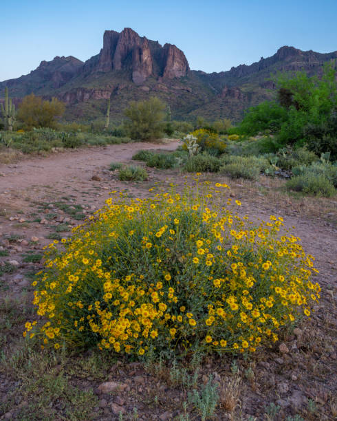 istock Arizona Desert landscapes with Cactus 1756305366
